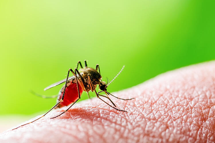フィラリアは蚊によって広まる