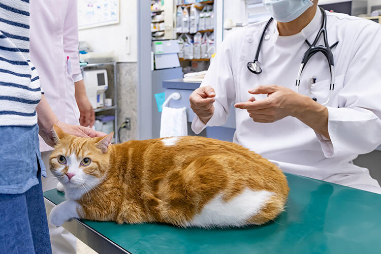 猫が異物誤食をした場合の病院での対処方法