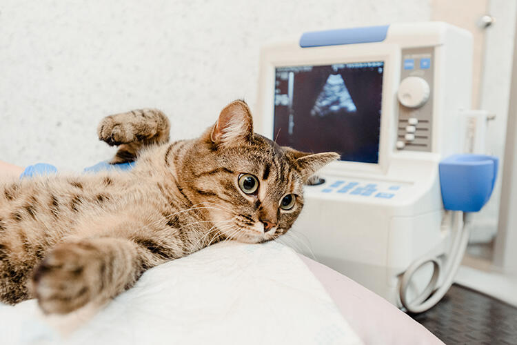 猫の関節炎の治療法