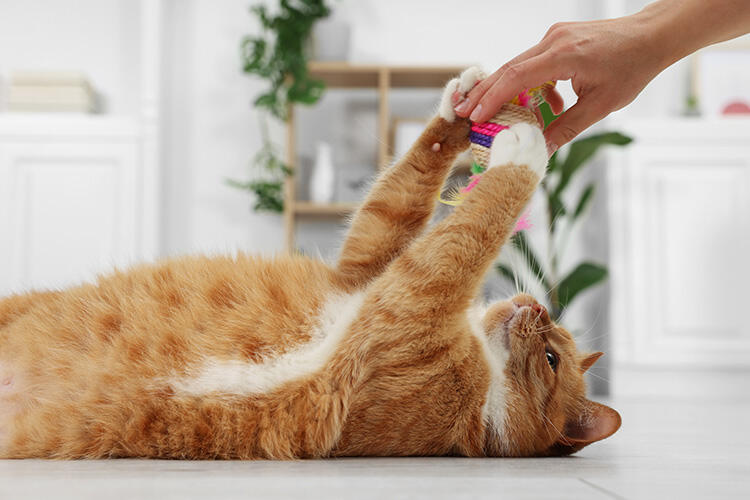 関節炎対策には愛猫にとって生活しやすい部屋づくりを