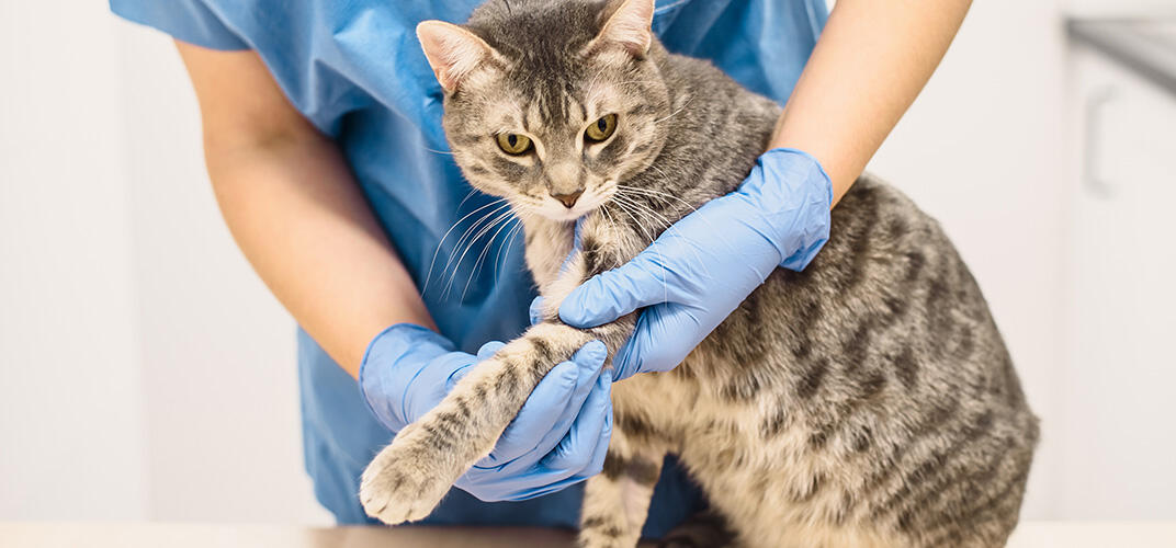 猫の関節炎とは？猫好きなら知っていてほしい原因、症状、治療法などを解説