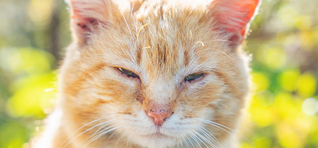 猫の結膜炎ってどんな状態のこと？考えられる原因や治療法を解説