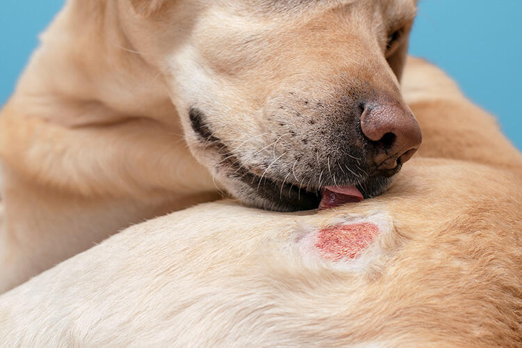 犬アトピー性皮膚炎とは？