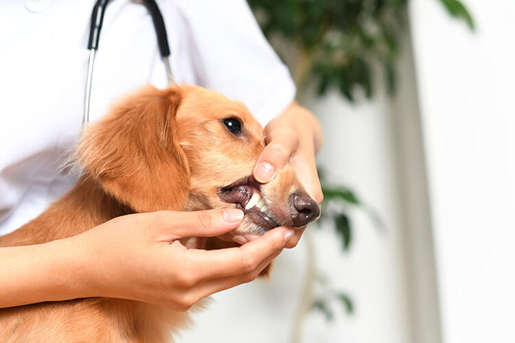 シニア犬が気をつけたい病気⑩歯周病