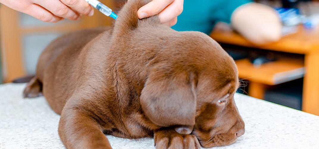 犬のワクチン接種とはどんなもの？予防できる病気や接種時期、気をつけることなどを解説