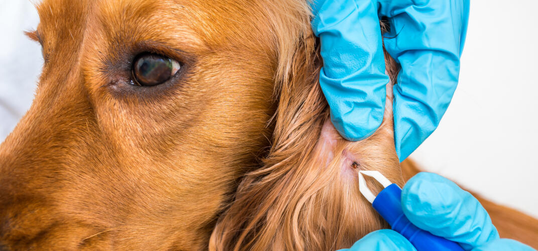 犬の寄生虫の種類や症状とは？原因や予防法についても解説