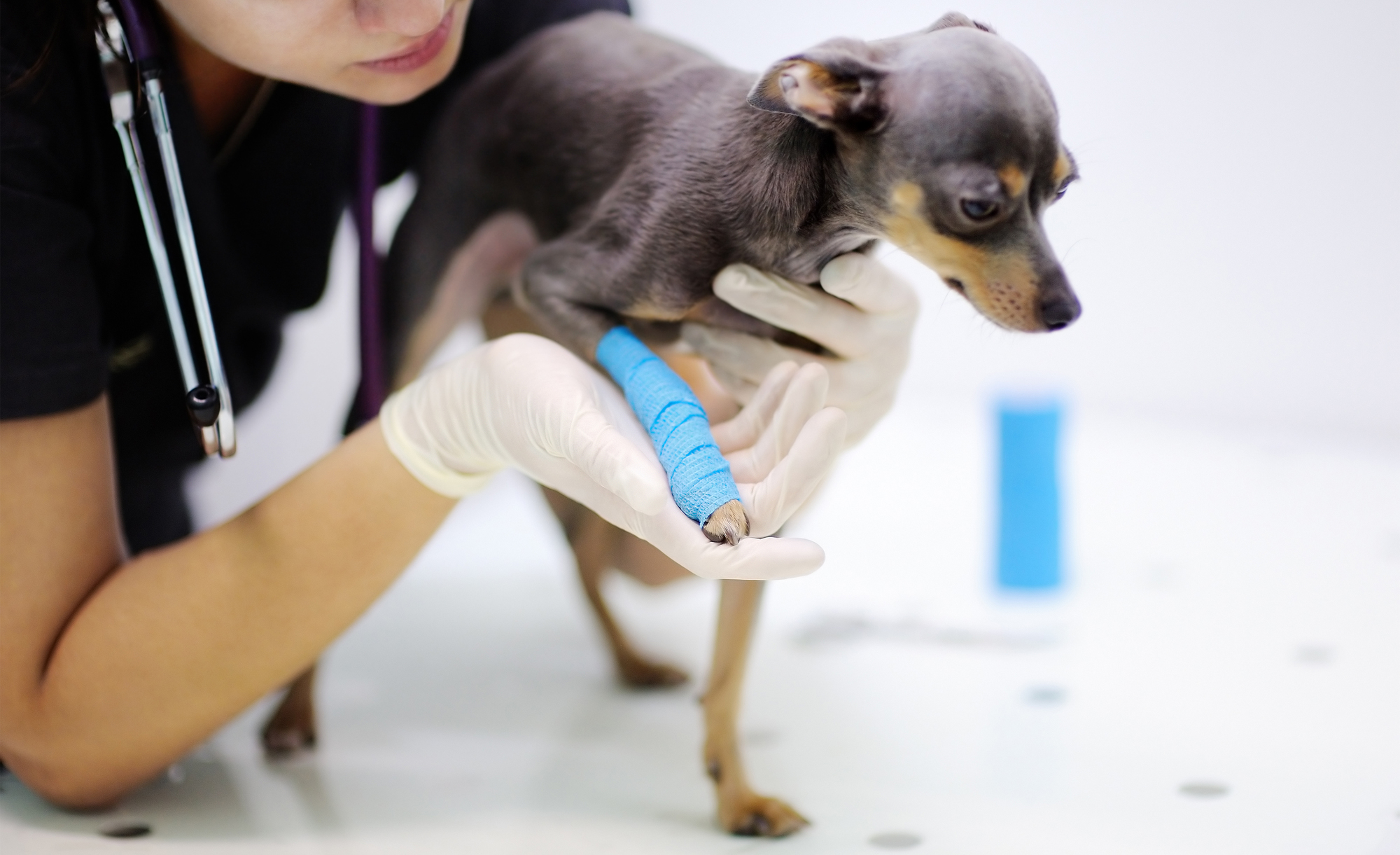 楽天保険の総合窓口 獣医師さんが教える 犬の病気とペット保険のこと