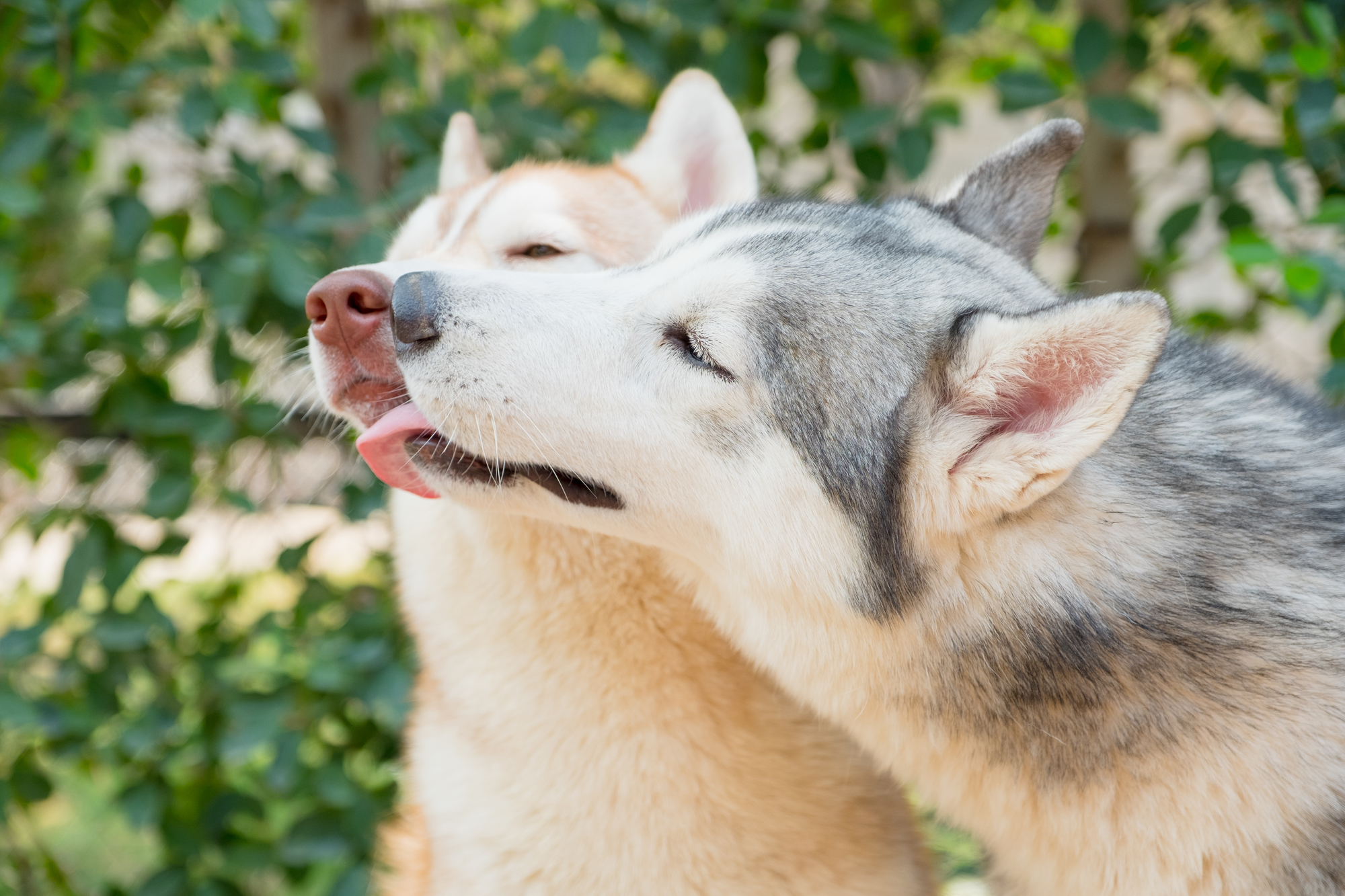 楽天保険の総合窓口 獣医師さんが教える 犬の病気とペット保険のこと