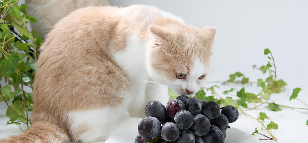 猫が異物誤飲してしまったら？食べてはいけないものや対処方法を解説