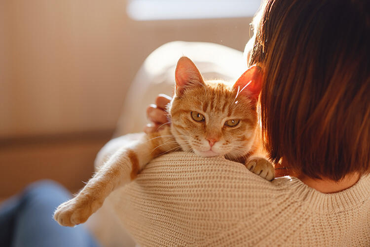 猫のアレルギー症状はおもに皮膚にみられるが外耳炎などを併発することも