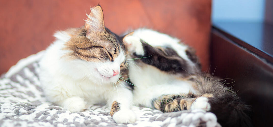 猫のアレルギーの原因と症状、予防方法と治療方法について解説