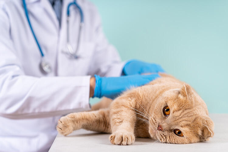 愛猫が動物病院を受診する際のポイント