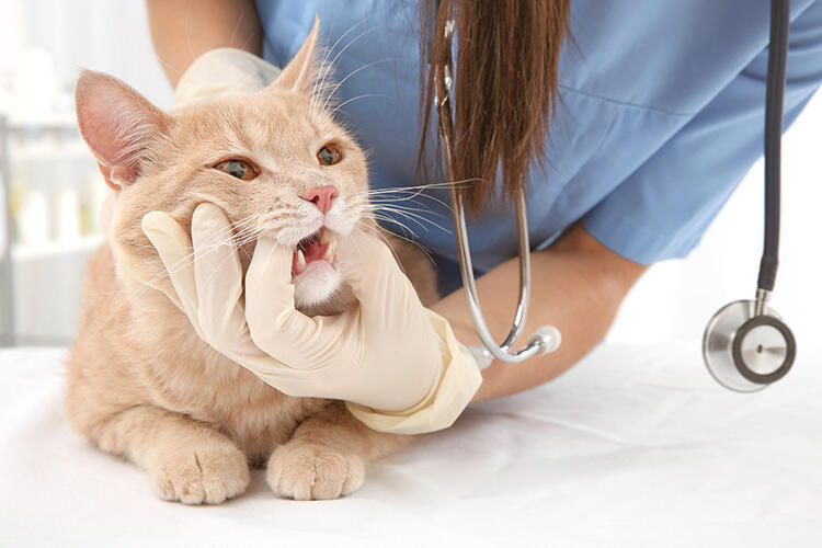 猫の消化器疾患