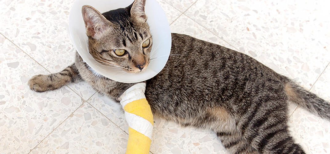 猫の骨折の症状や見分け方、原因は？治療法や費用、予防法も解説