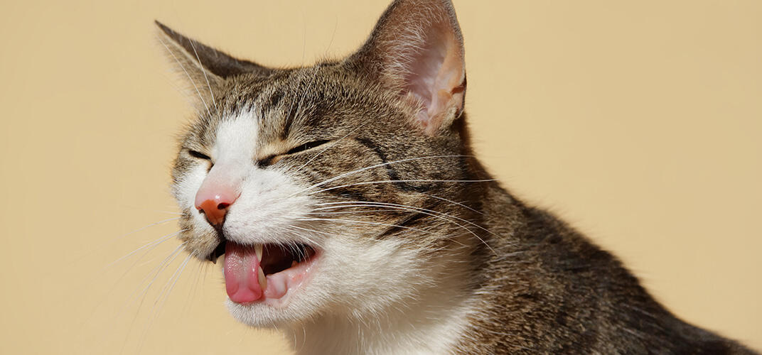 猫も胃腸炎になる？何が原因？症状や治療法についても解説