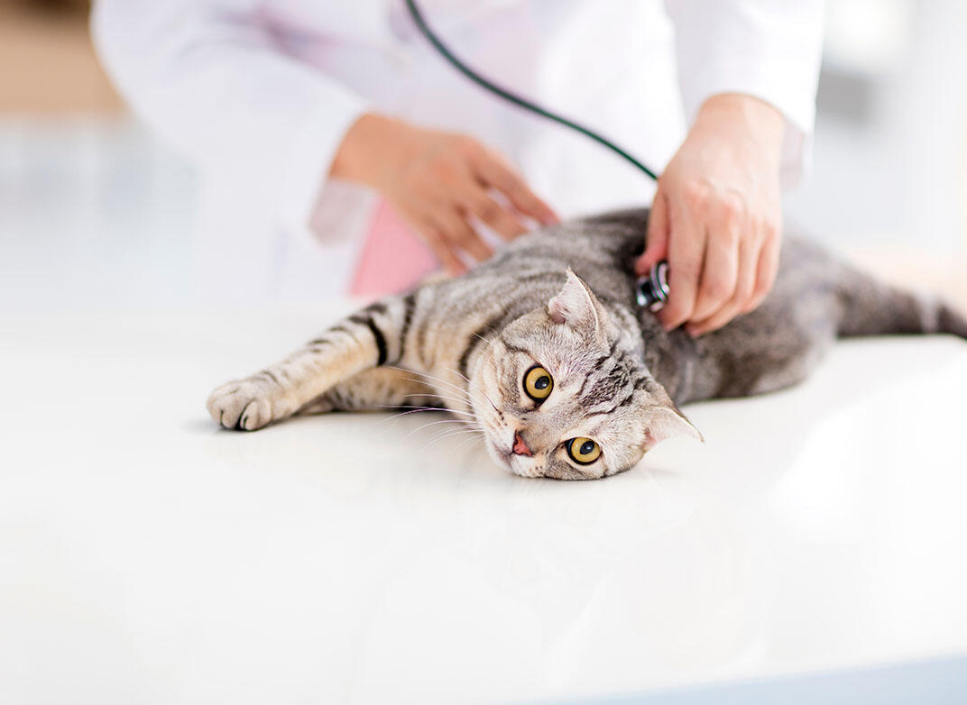 猫に膀胱炎の疑いがある場合は動物病院を受診しよう