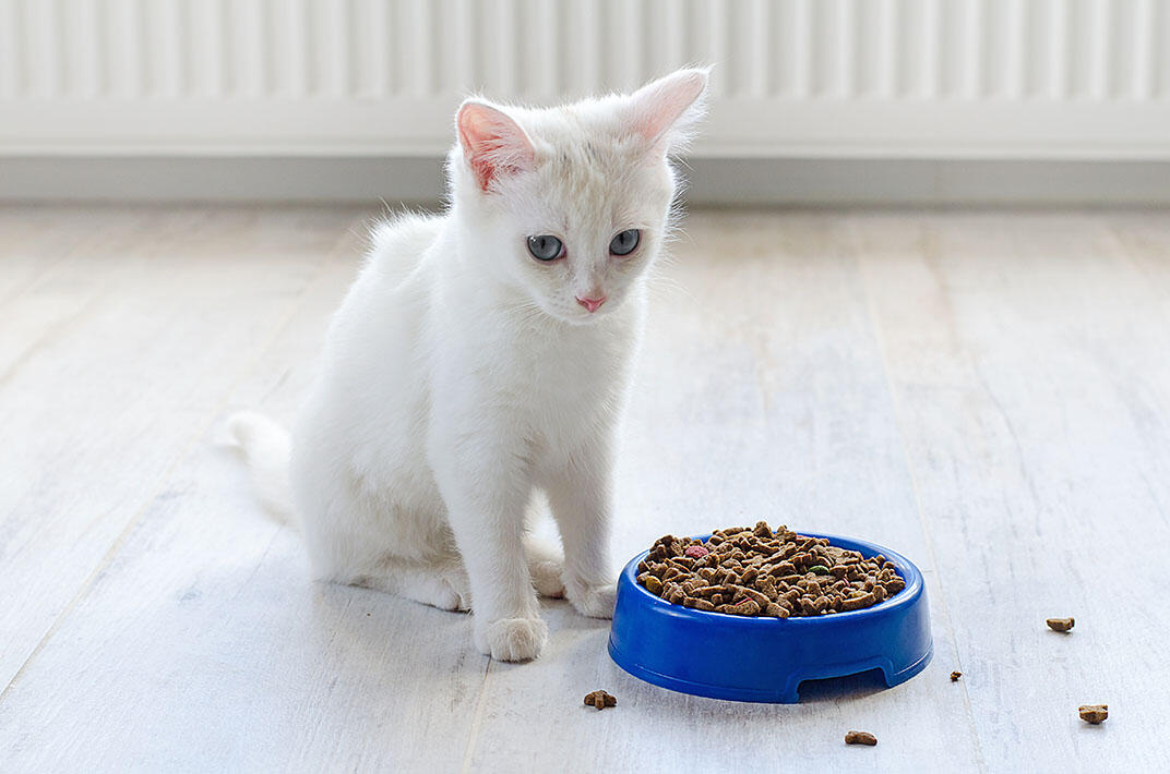 猫がご飯を食べない6つの原因