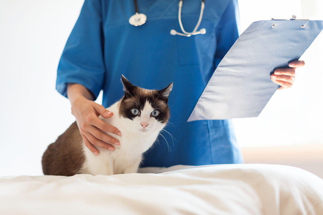 猫の病気に備えるならペット保険への加入を検討しよう