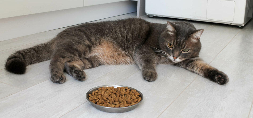 猫がご飯を食べない原因や対処法を解説！食欲不振の場合に考えられる病気も紹介
