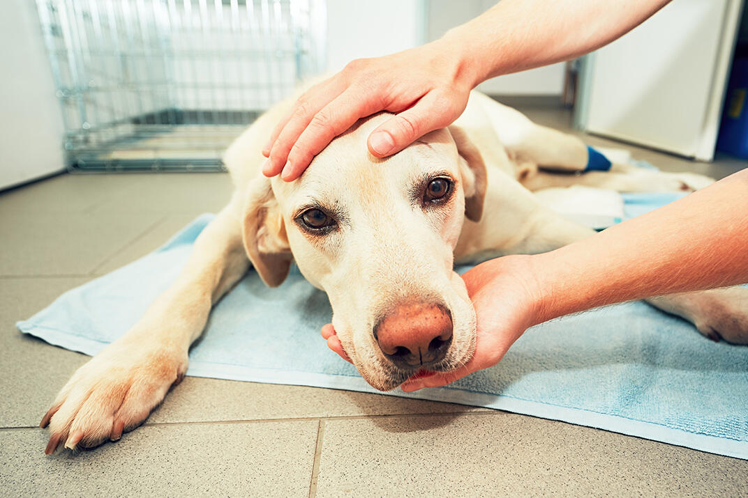 犬のがんの原因とがんを防ぐ対策