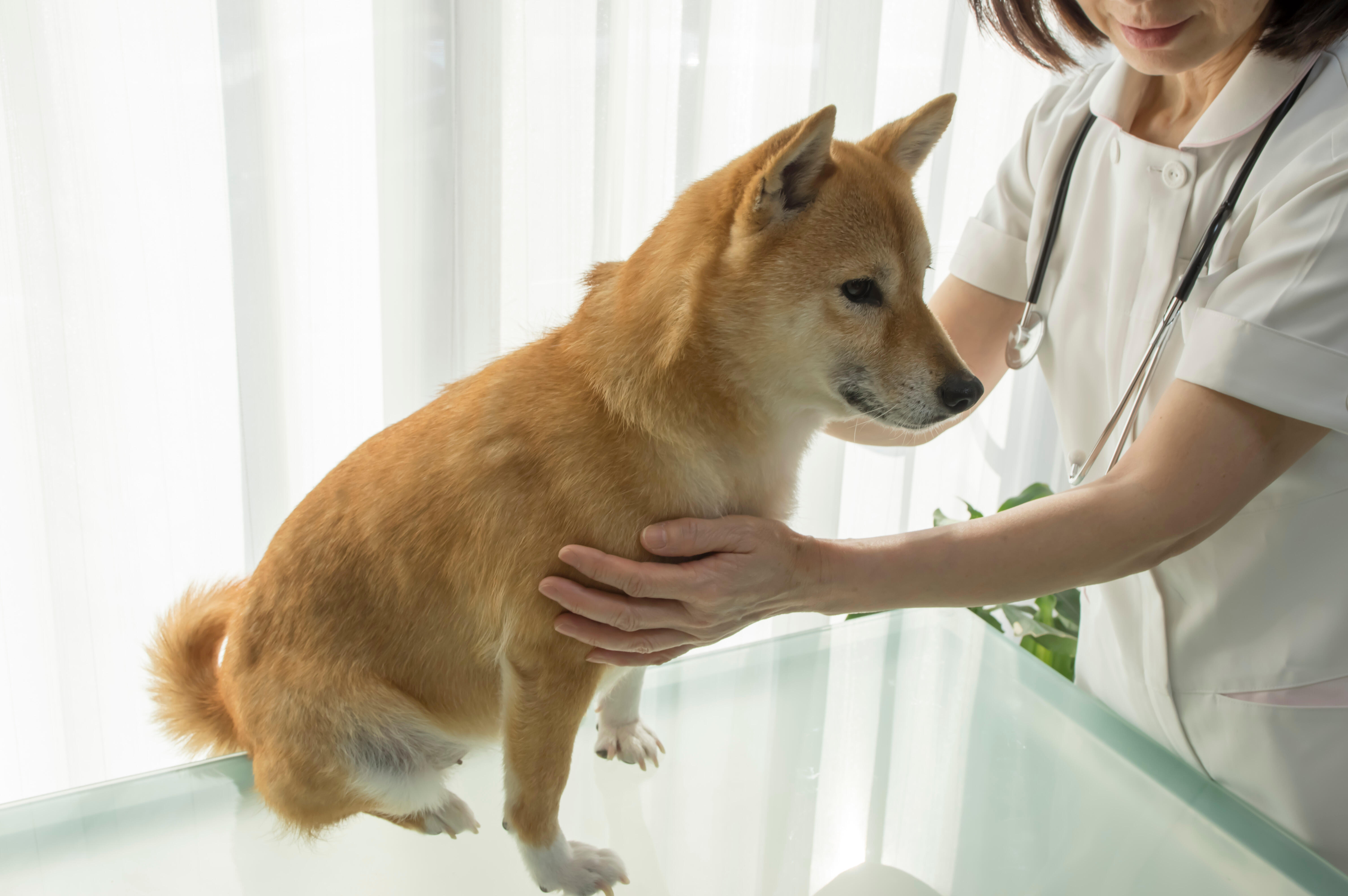 犬が食べてはいけないものを食べたとき動物病院で行われる処置