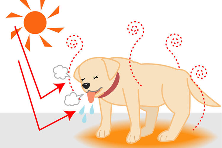 犬の熱中症の原因は？