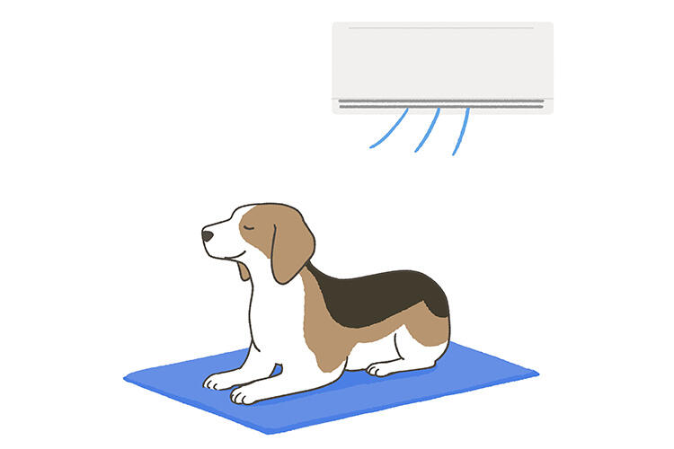 犬の熱中症対策（屋内編）：室内温度を適度にする