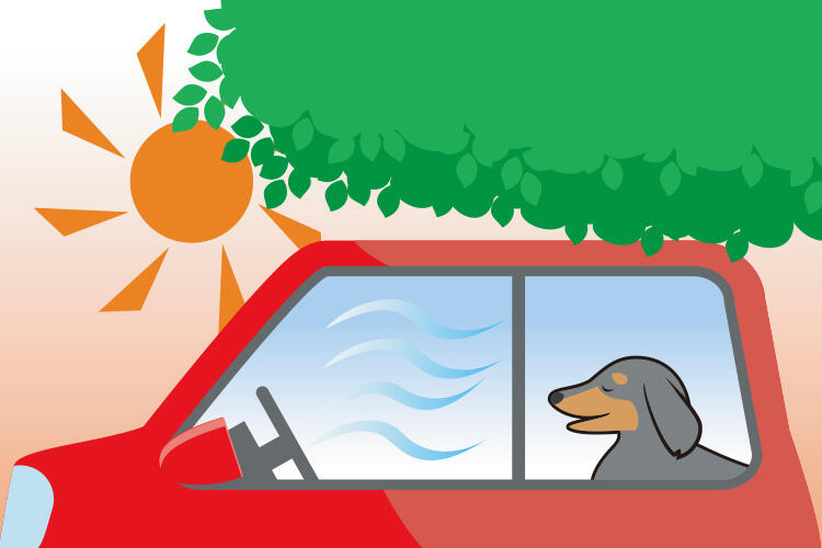 犬の熱中症対策（屋外編）：車内では冷房をつけて水分確保する
