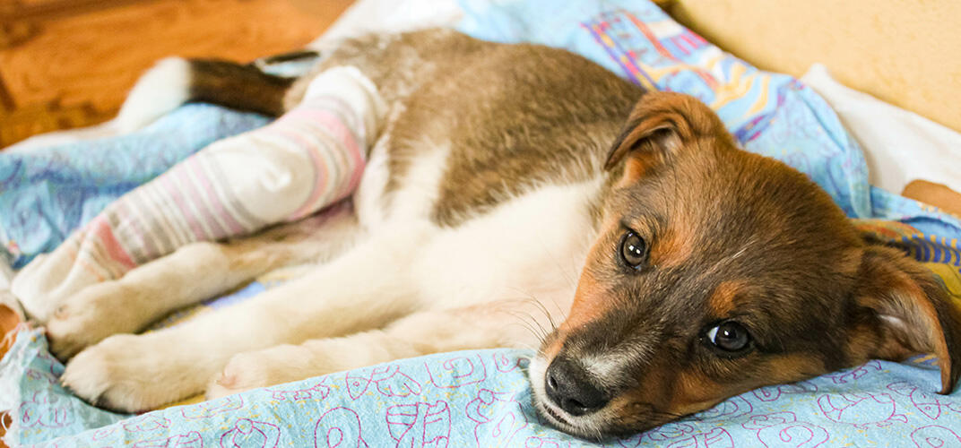 犬の膝蓋骨脱臼（パテラ）原因と治療方法は？予防方法も解説