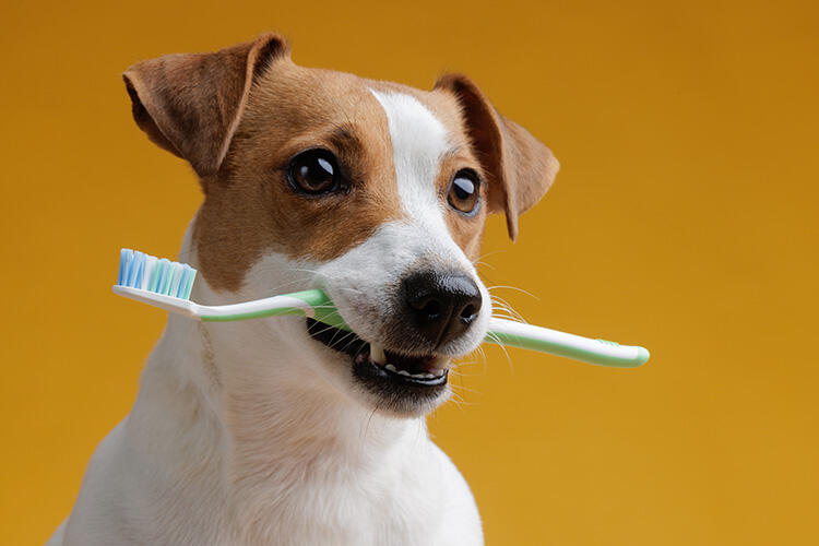 犬の歯周病の予防方法
