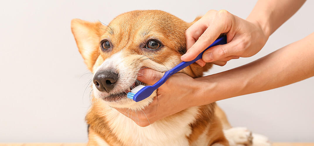 犬の歯周病とは？おもな原因、症状、予防方法、治療方法などを解説