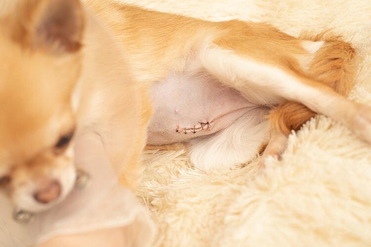 シニア犬が気をつけたい病気⑥乳腺腫瘍