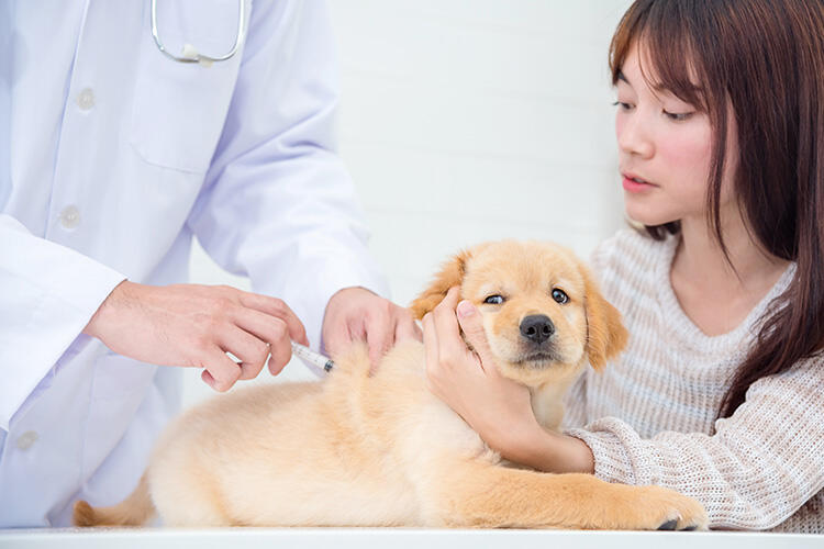 犬のワクチンの接種間隔