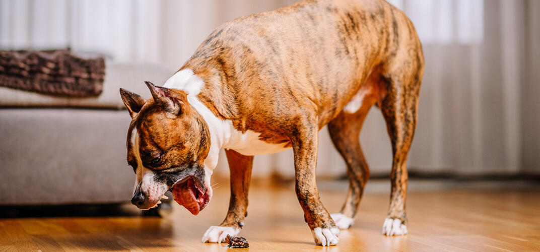 犬の嘔吐のおもな原因とは？考えられる病気、対処方法などについても解説！