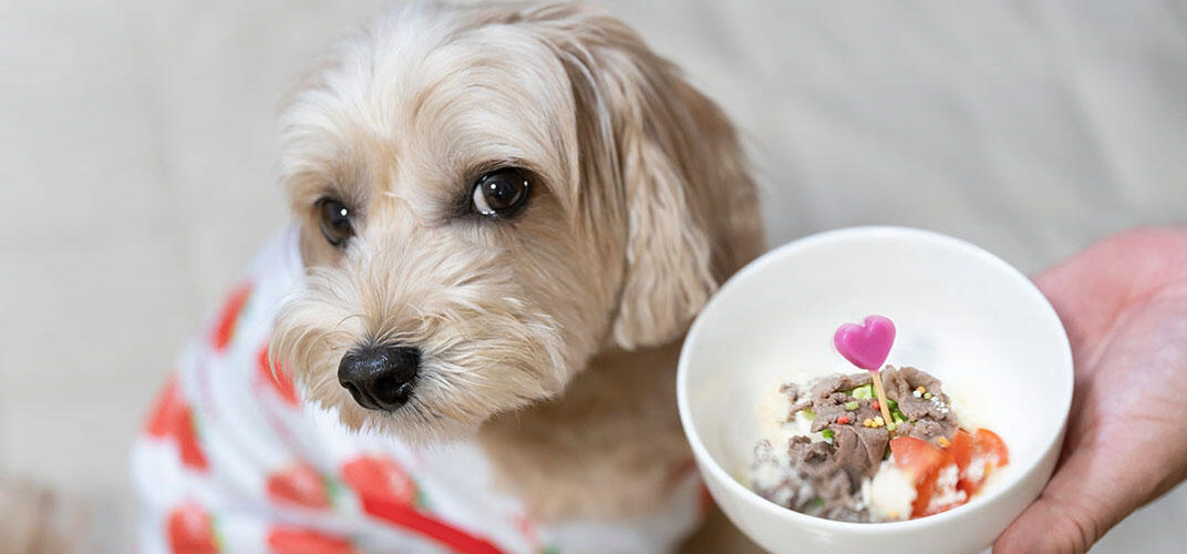 犬がご飯を食べないのはなぜ？おもな理由や対処法、考えられる病気を解説