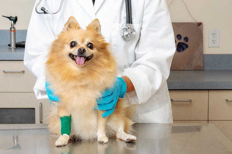 犬が骨折した場合の治療方法は？