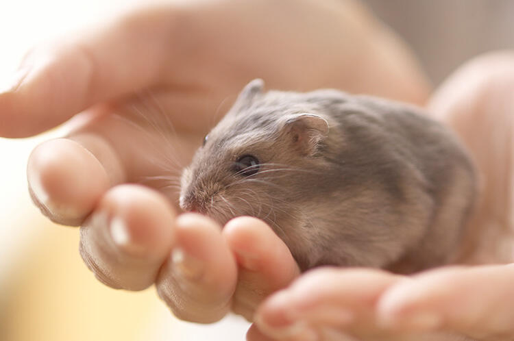 ハムスターの基礎知識｜飼育初心者が知っておきたいこと