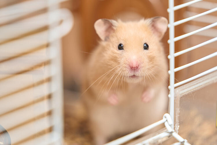 ハムスターの飼い方｜飼育時の注意点