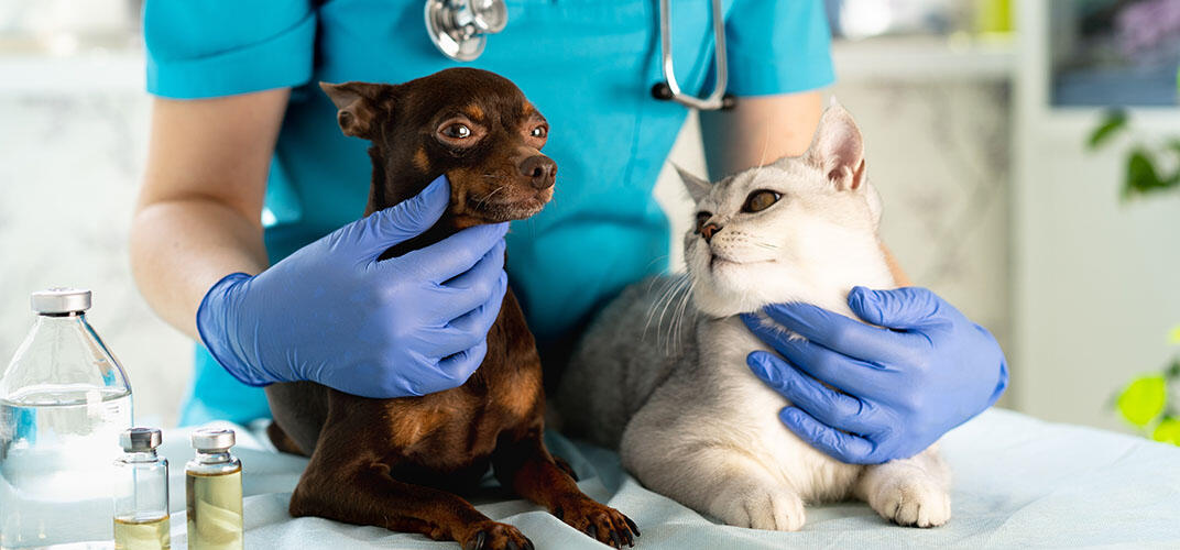 ペット保険は治療中や病気でも入れる？加入タイミングや条件を解説！