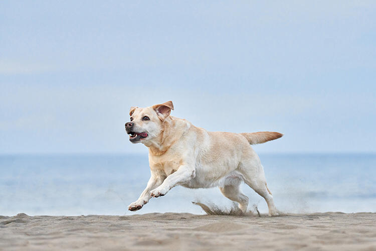 ラブラドールレトリバーは海や山などにお出かけして楽しめる犬