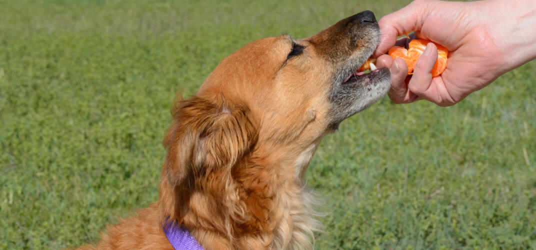 犬にみかんを食べさせても大丈夫？適切な量や与えるメリット、注意点を解説