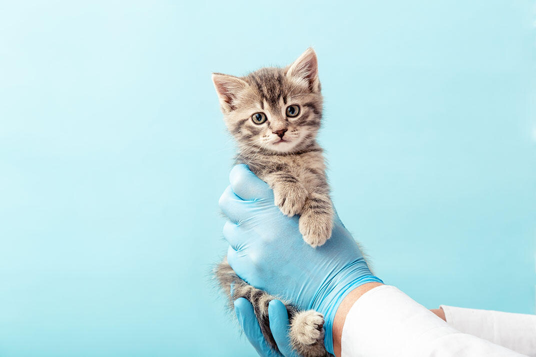 動物病院でかかる猫の治療費用はどのくらい？