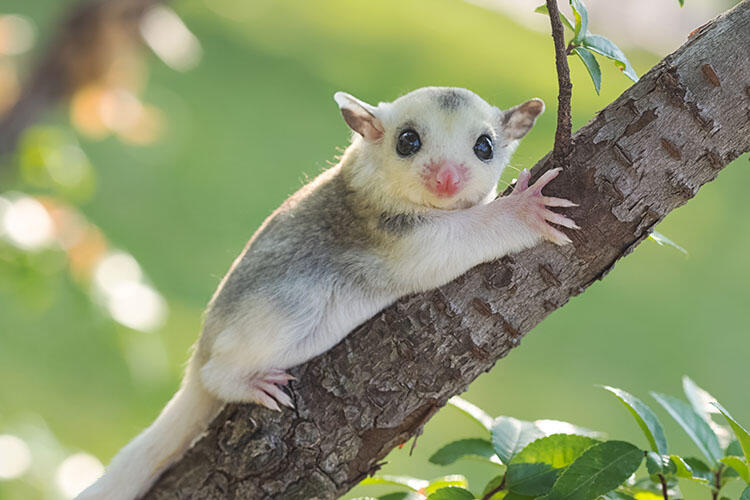 フクロモモンガの飼育は大変？知っておきたい生態