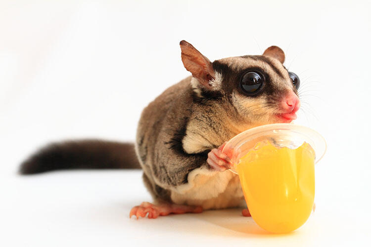 フクロモモンガを飼育する際の注意点