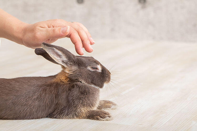 うさぎの飼い方と必要なお世話