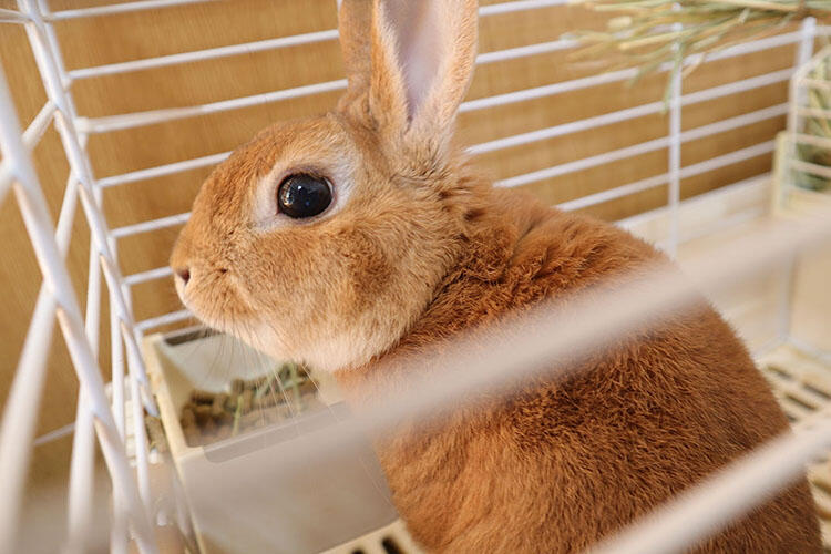 うさぎをペットとして飼う前に準備するもの