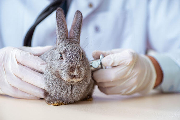 うさぎが罹患しやすい病気やケガ