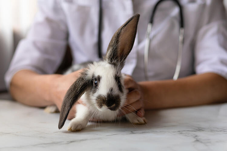 うさぎが罹患しやすい耳の病気と治療費の目安