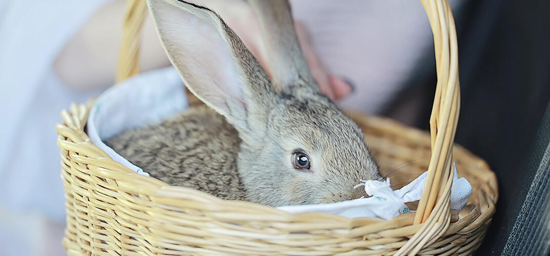 うさぎの感情は耳から読み取れる？耳の役割やケアについて解説