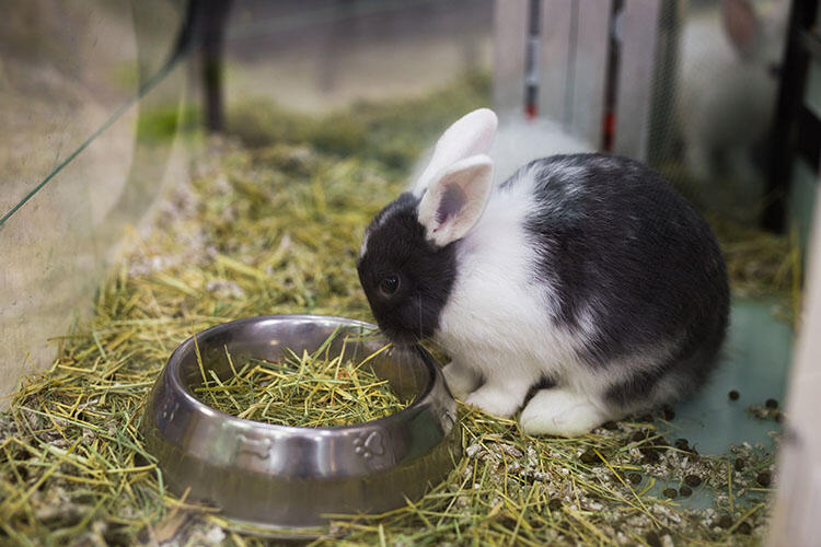 うさぎの飼育にかかる費用の目安は？